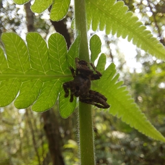 Parawixia