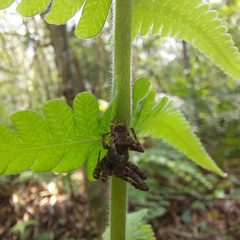 Parawixia