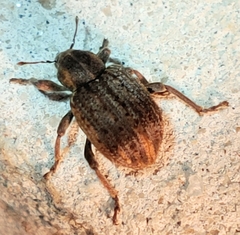 Brachypera zoilus