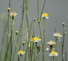 Chloracantha spinosa