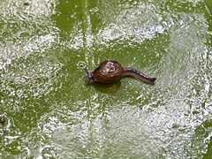 Ovachlamys fulgens