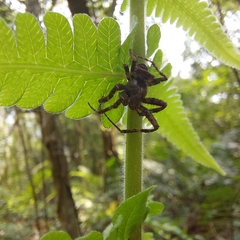 Parawixia