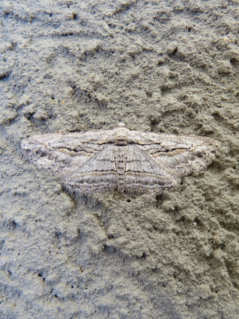 Oblique Looper Moth