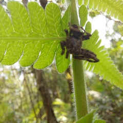 Parawixia