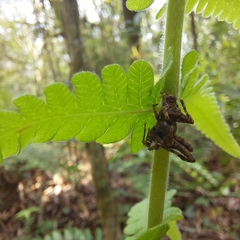 Parawixia
