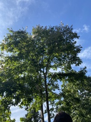 Ulmus rubra