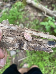 Prolimacodes badia
