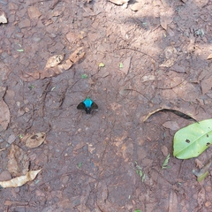 Astraptes fulgerator