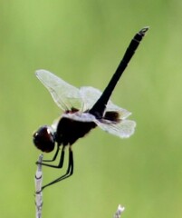 Macrodiplax balteata