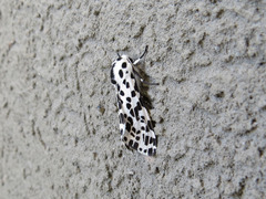 Hypercompe permaculata