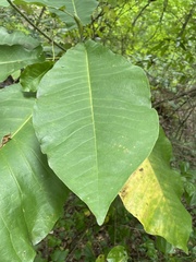 Magnolia macrophylla