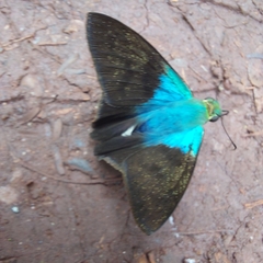 Astraptes fulgerator