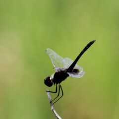 Macrodiplax balteata