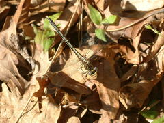 Phanogomphus oklahomensis