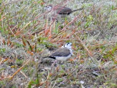 Stizoptera bichenovii