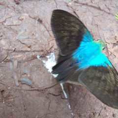 Astraptes fulgerator