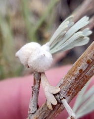 Rhopalomyia nucula