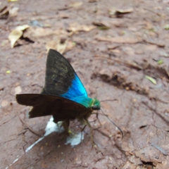 Astraptes fulgerator