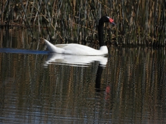 Cygnus melancoryphus