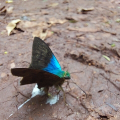 Astraptes fulgerator