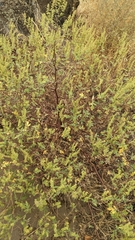 Ambrosia acanthicarpa