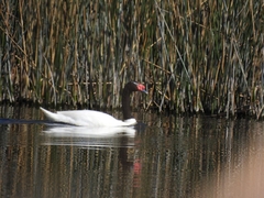 Cygnus melancoryphus