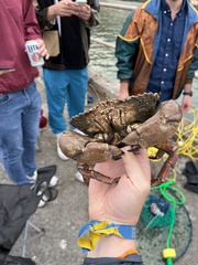 Romaleon antennarium