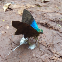 Astraptes fulgerator