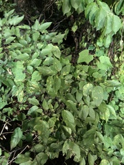 Celtis occidentalis