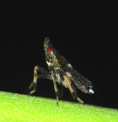 Delphacidae
