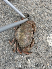 Romaleon antennarium