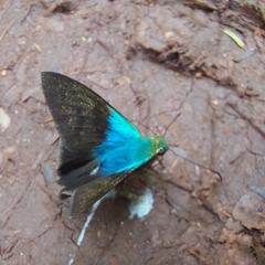 Astraptes fulgerator