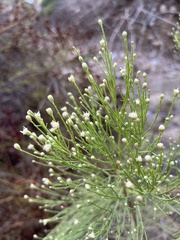 Baccharis sarothroides
