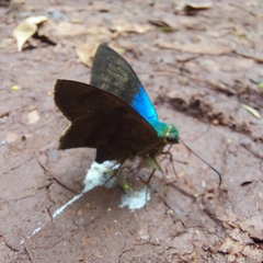 Astraptes fulgerator