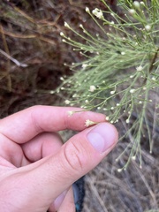 Baccharis sarothroides