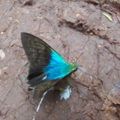 Astraptes fulgerator