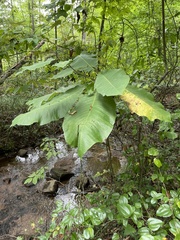 Magnolia macrophylla
