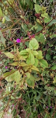 Mirabilis prostrata