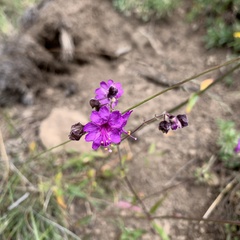 Mirabilis linearis