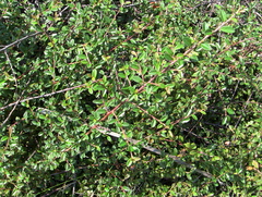 Cotoneaster × suecicus
