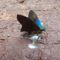 Astraptes fulgerator