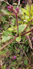 Mirabilis prostrata