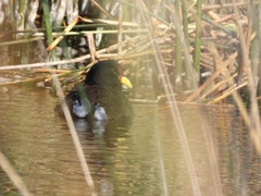 Fulica rufifrons