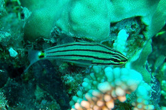 Cheilodipterus pygmaios