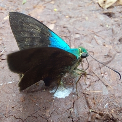 Astraptes fulgerator