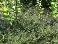 Cotoneaster × suecicus