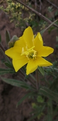 Oenothera