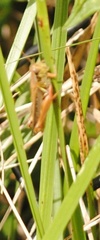 Melanoplini