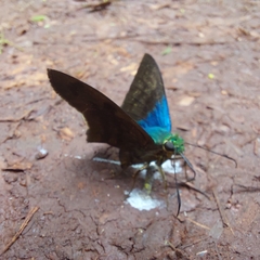 Astraptes fulgerator