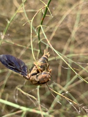 Platydracus maculosus